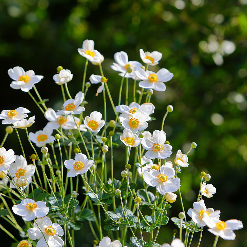 herfstanemoon-anemone-honorine-jobert-03_800x800_crop_center.jpg?v=1600093819