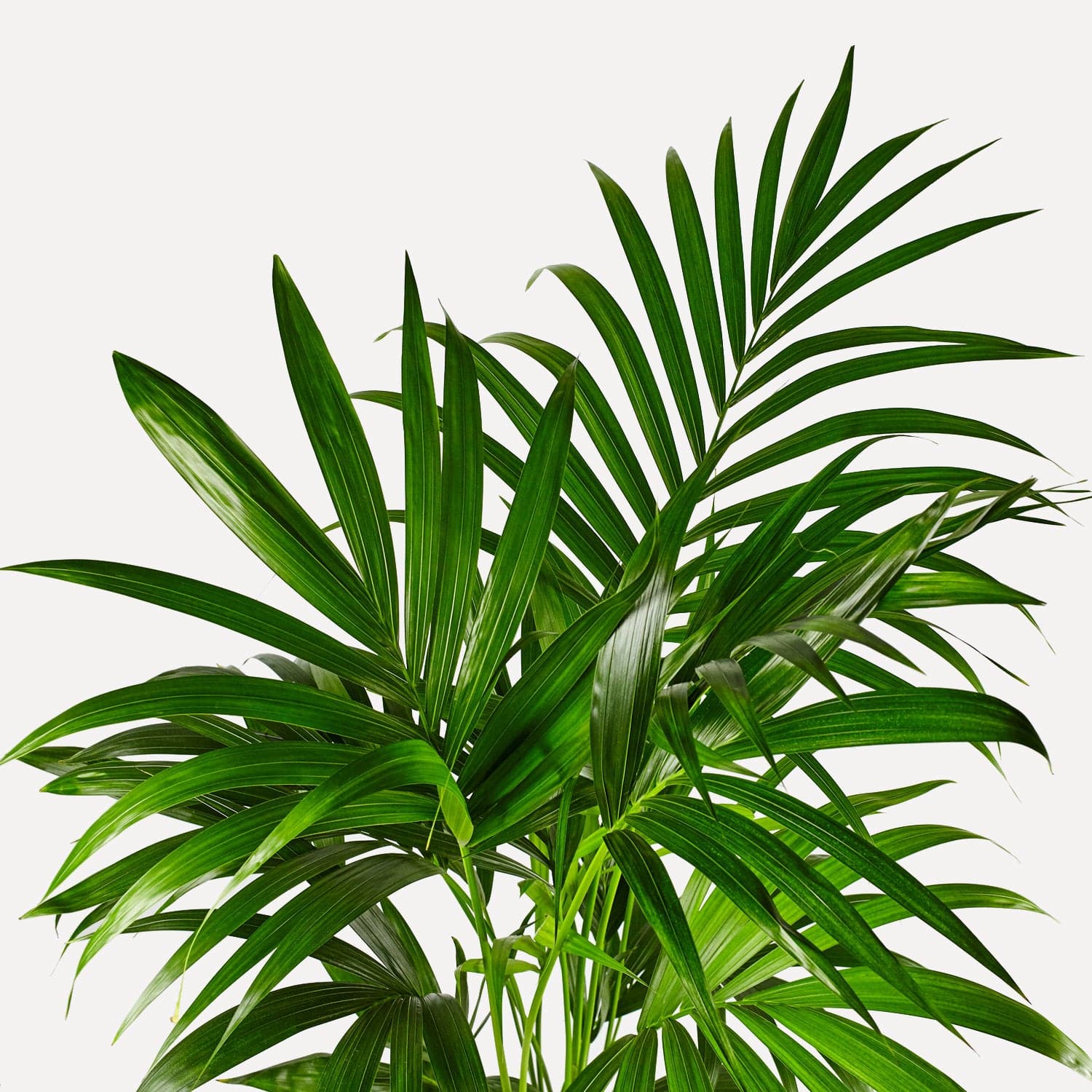 Kentia Palm - Sprinklr product image