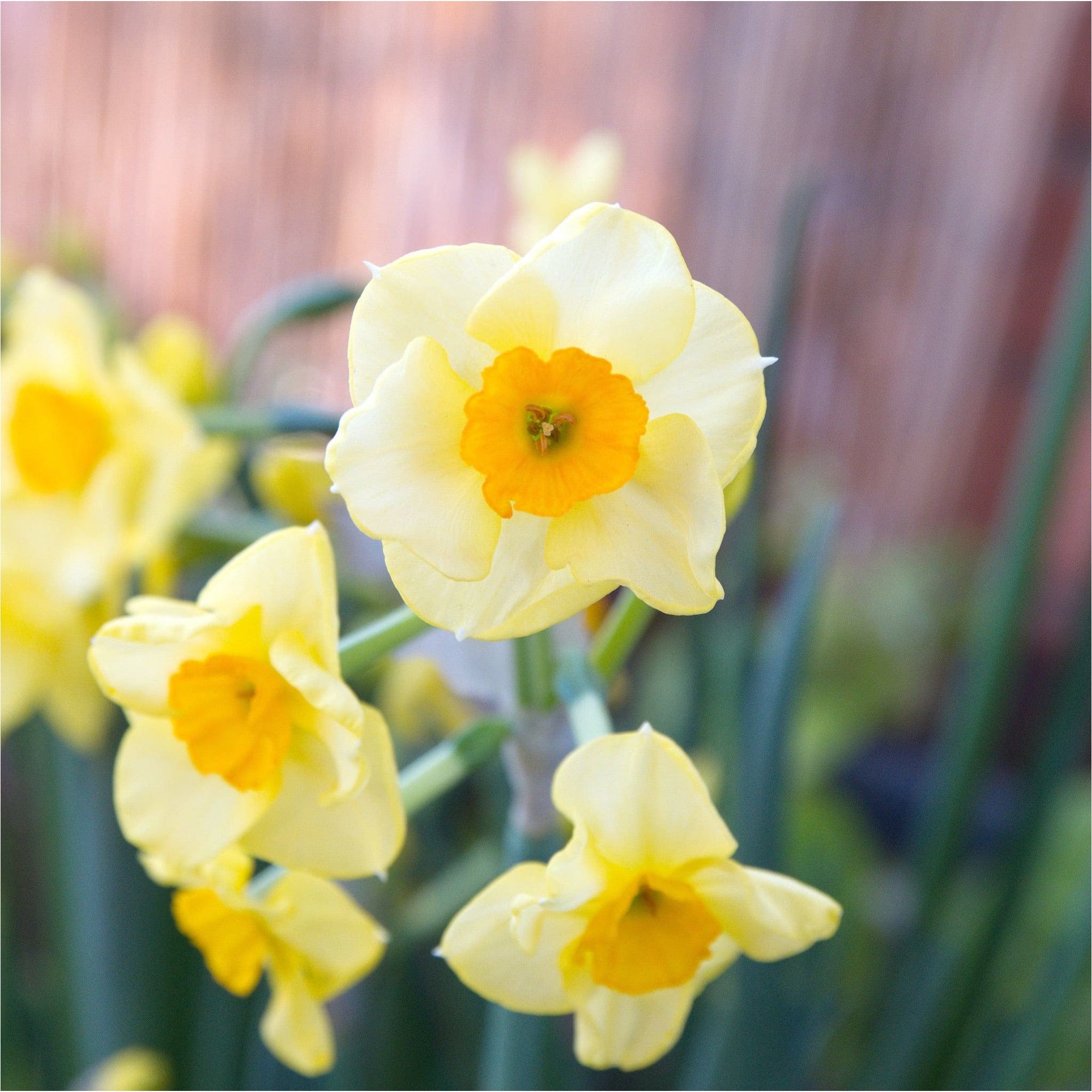 Narcissus Martinette | Biologische Bloembollen | Sprinklr.co