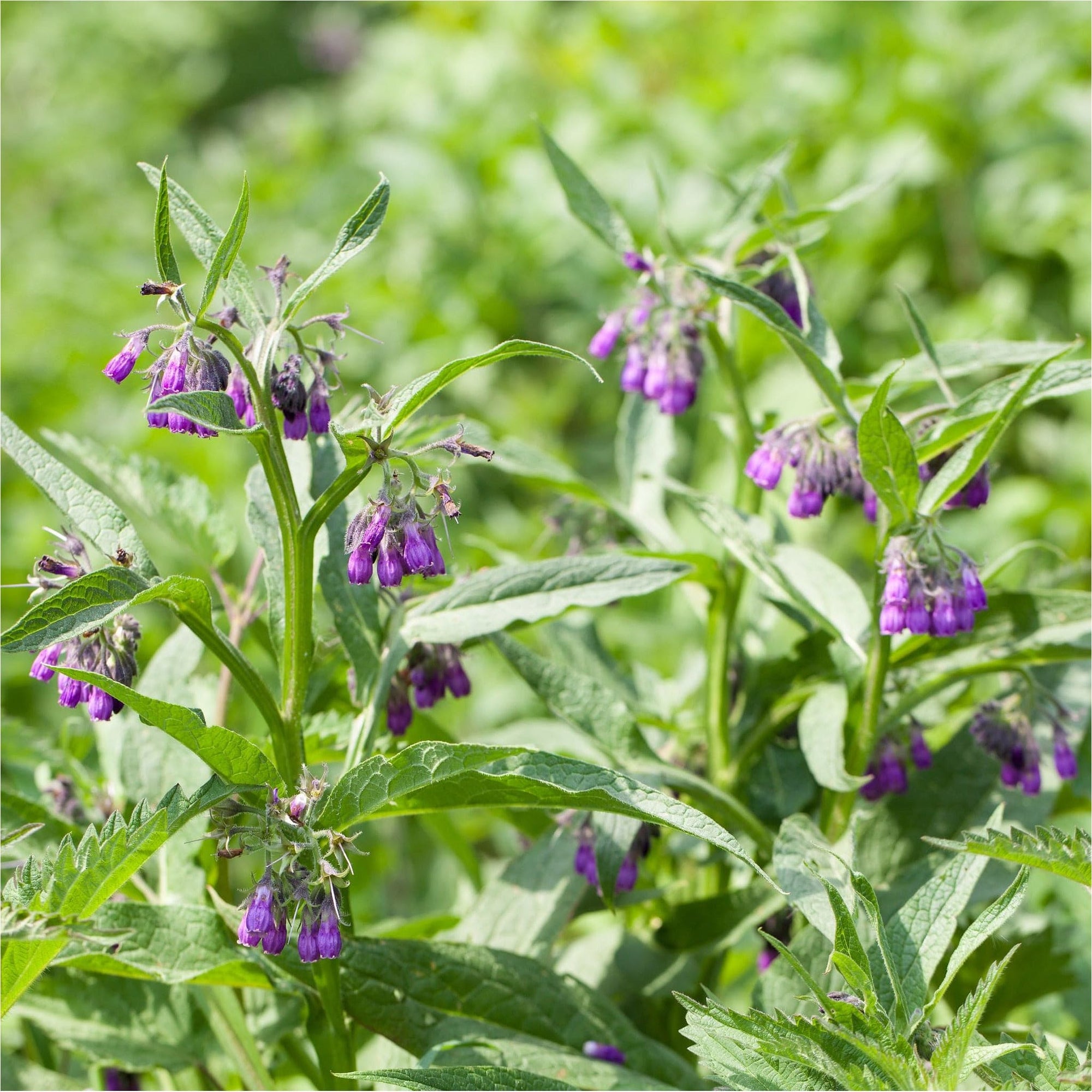 smeerwortel symphytum officinale