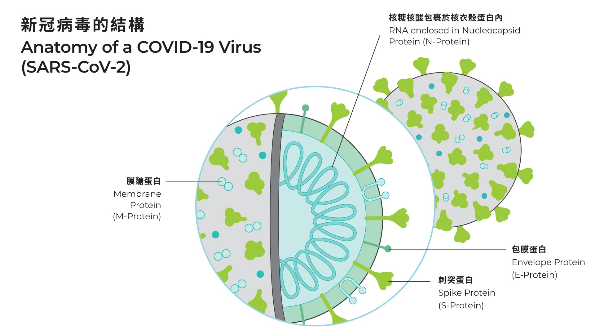 INDICAID®妥析®新冠病毒快速抗原檢測試劑 | 自助抗原測試 | 快速抗原測試 | 快速測試 | 抗原檢測 | 抗原測試 | 檢測結果只需30分鐘 | 檢測到特定的變種新冠病毒 | 變種病毒 | Alpha Beta Delta Omicron 變種病毒 | 適合護老院, 安老院舍探訪檢測 | 適合醫院探訪探病做特快檢測 | 離港前檢測 | 檢測報告適用於英國 、美國入境 | 報告適用於英美等20多個國家入境 | 出境快速檢測 | 出境報告 | 出境檢測報告 | 入境英國檢測 | 美國入境檢測