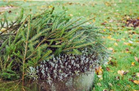 Winterfeste Terrasse: Pflanzen einwintern oder mit einem Schutz versehen