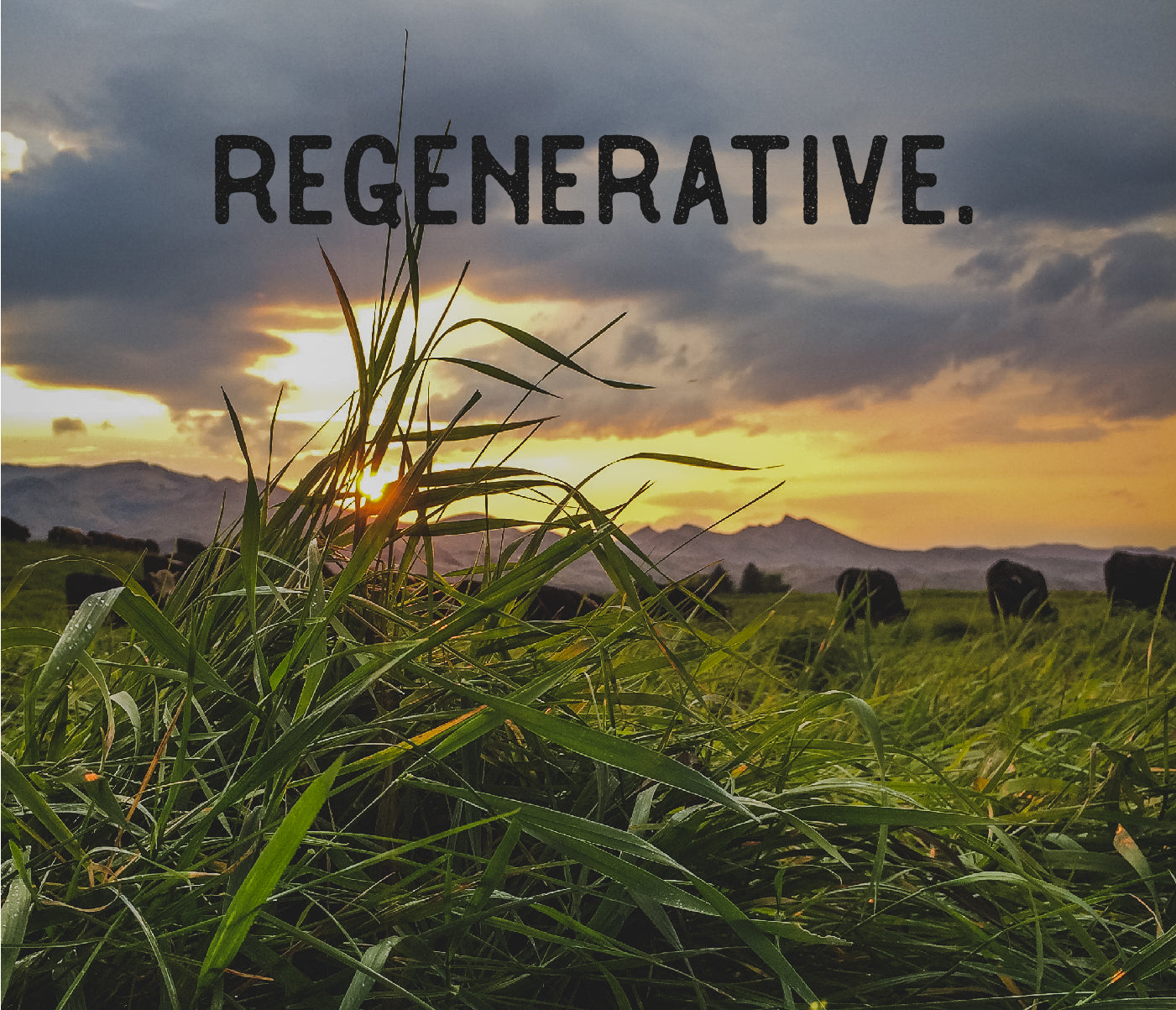 Regenerative Organic Grass Fed Beef
