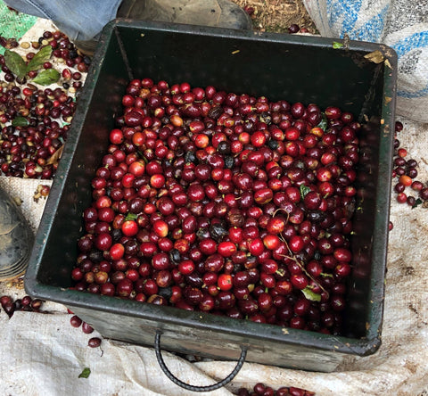 coffee cherries