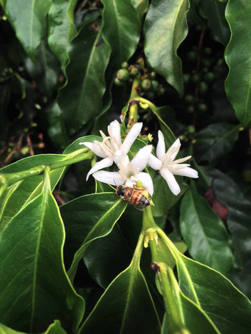 coffee blossoms and bee