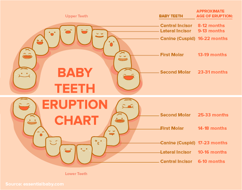 teething chart
