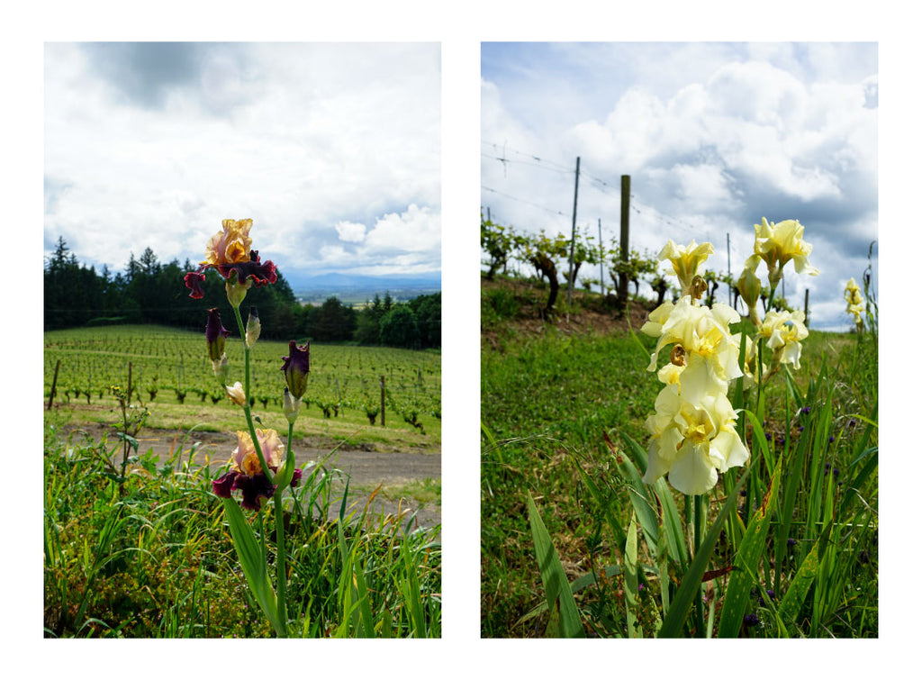 Amity Vineyards Iris