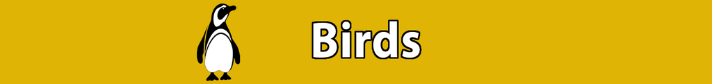 NEW Zoo Online Store - Birds