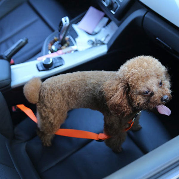 poodle on car seat belt