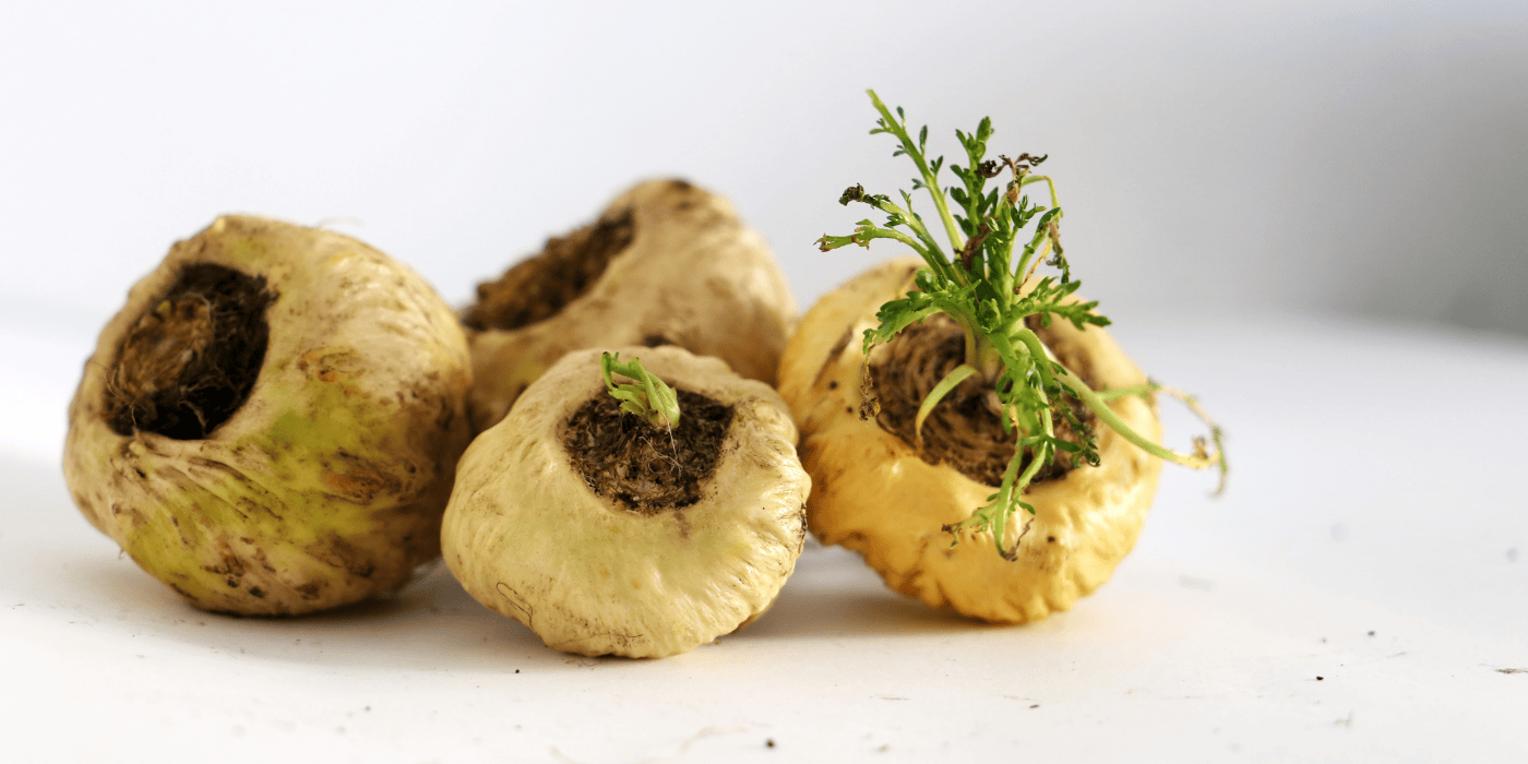 Weiße peruanische Maca. Frische Wurzel für Vitalität und Fruchtbarkeit