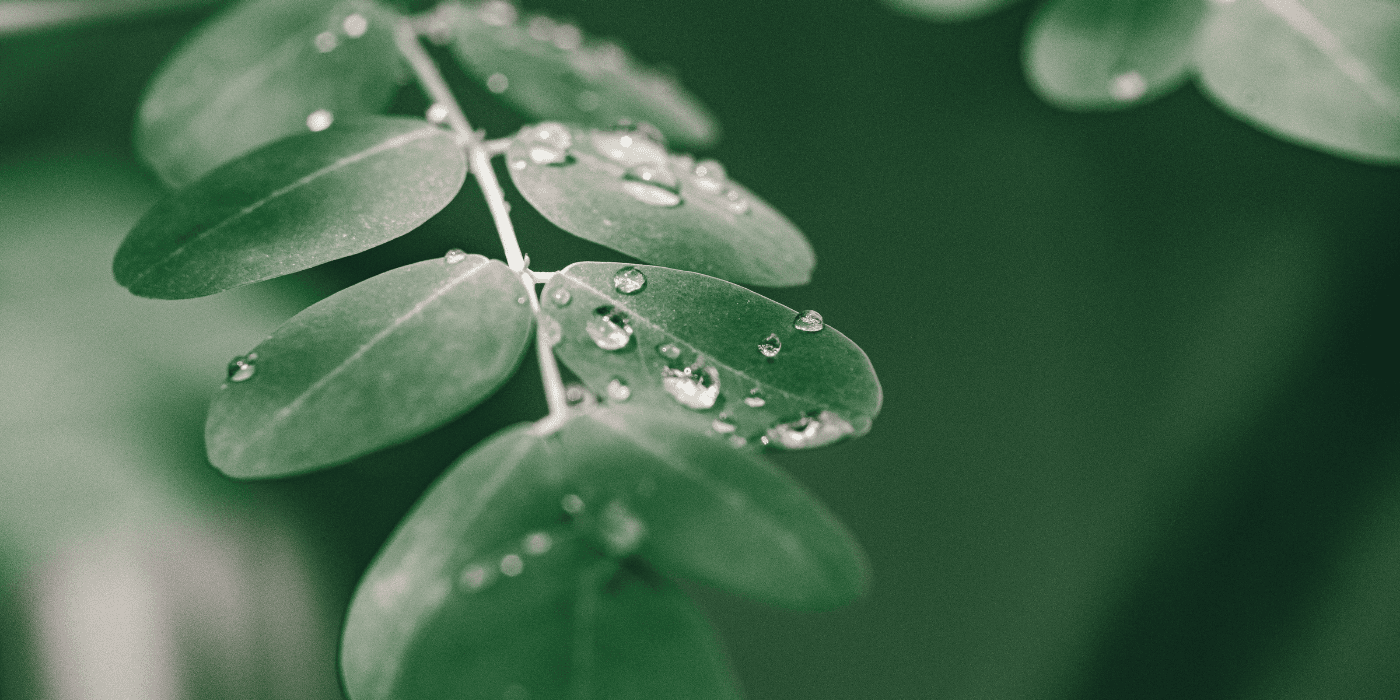 Wassertropfen auf grünen Blättern des Moringa oleifera Baumes