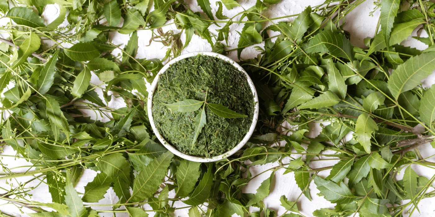 Obere Ansicht von Neem-Pulver in einer weißen Schüssel auf einem Holztablett mit rohen Neemblättern