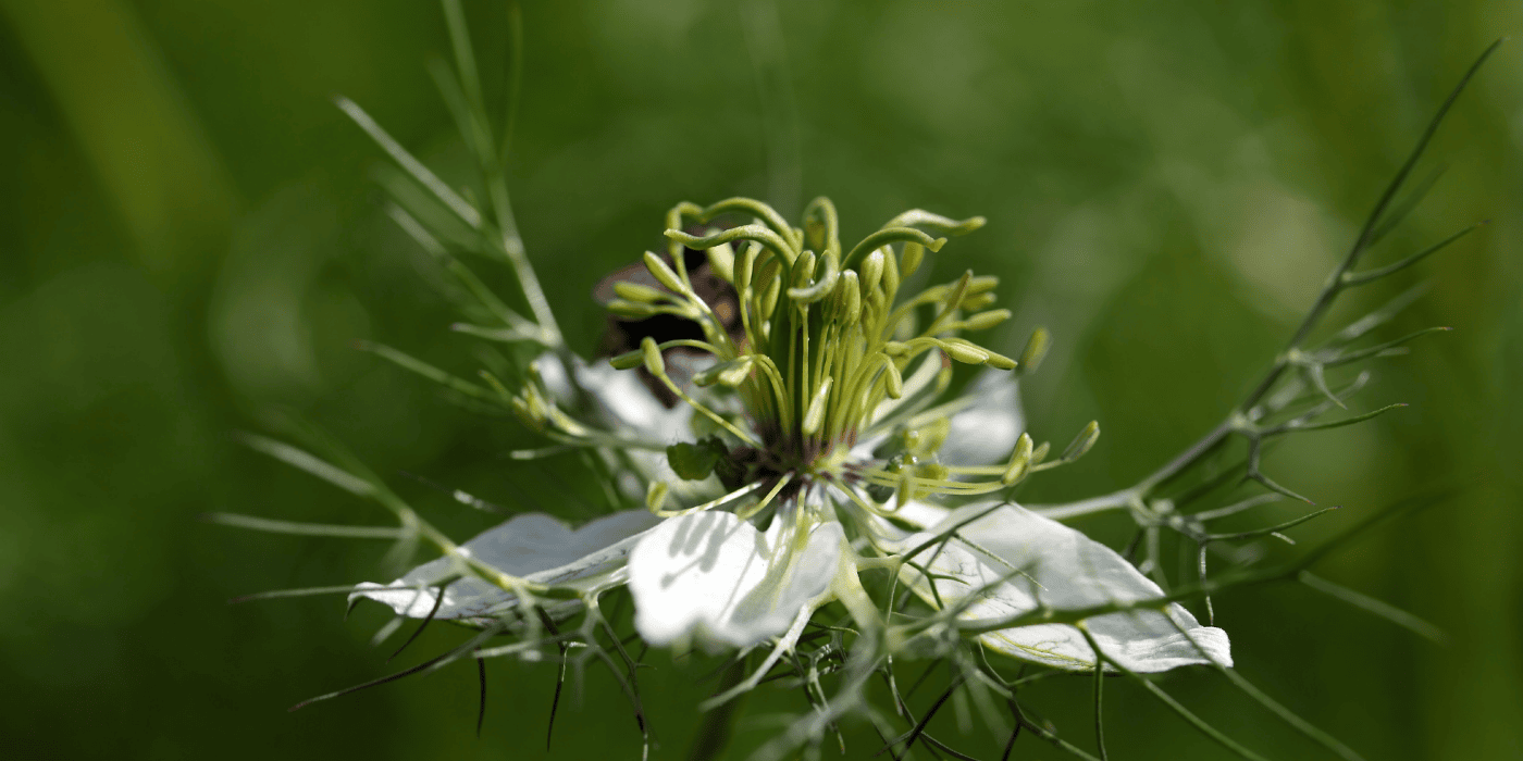 Schwarzkümmelblüte