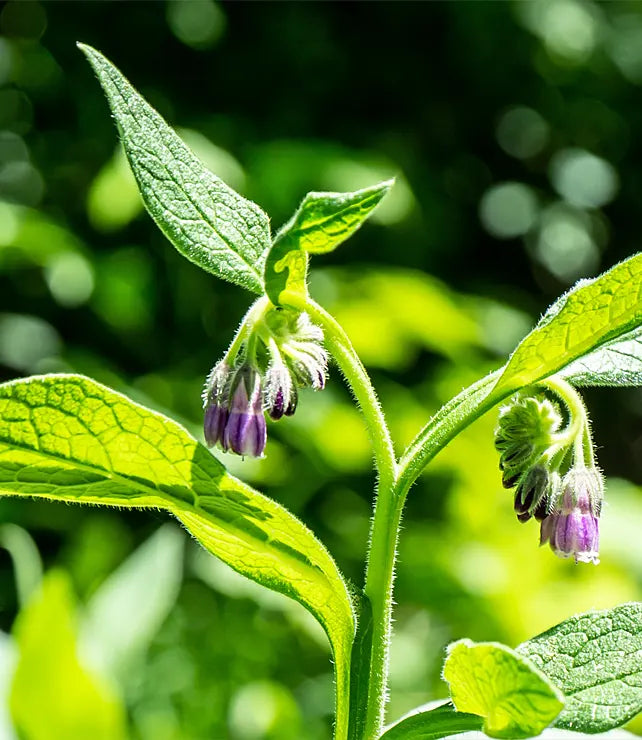 Healing Benefits of Comfrey for Skin and Hair