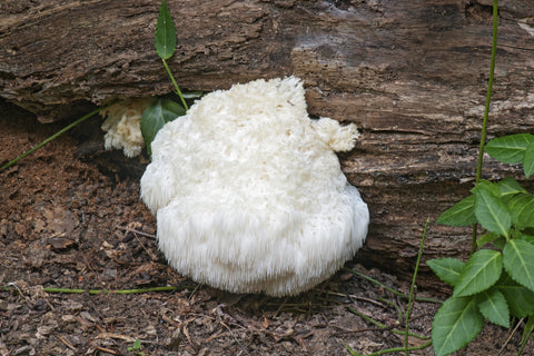 lion's mane shaggy white mushroom growing from wood in nature
