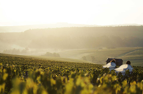 Louis Michel Vineyard