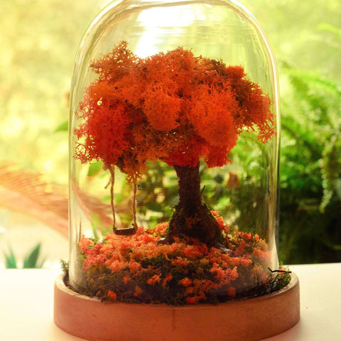 handmade unique terrarium, nature inside home