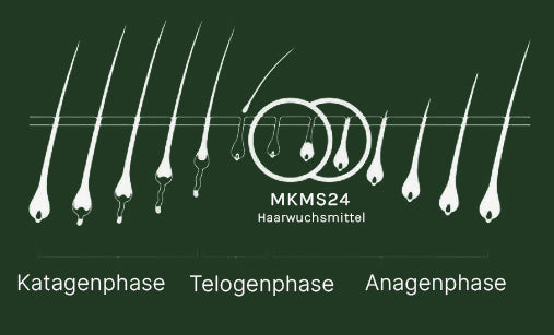 Haarwachstumsphasen Diagramm