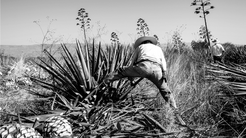 Jimador retirando a agave dentro da plantação de agave azul