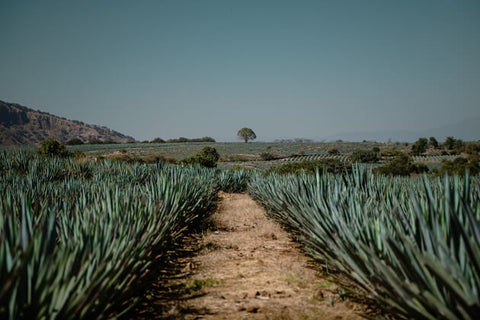 campos de agave no México