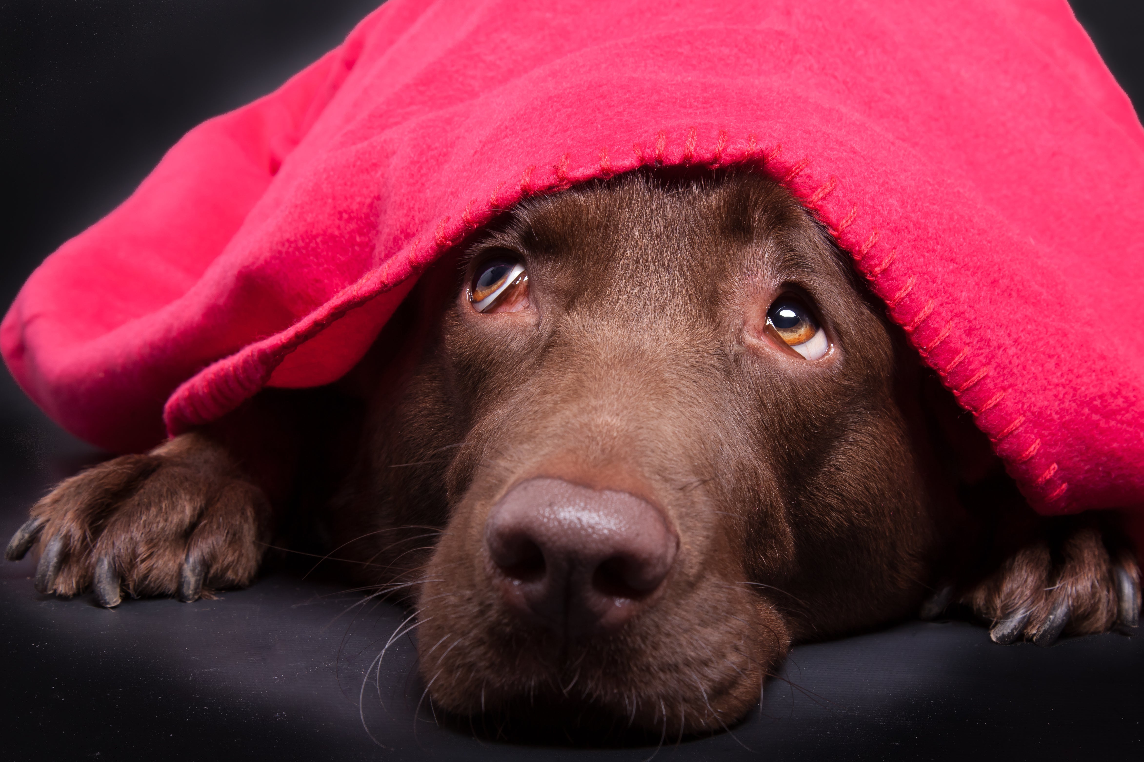 Alleviate Dog Anxiety by Creating a Zen Space for Your Pooch