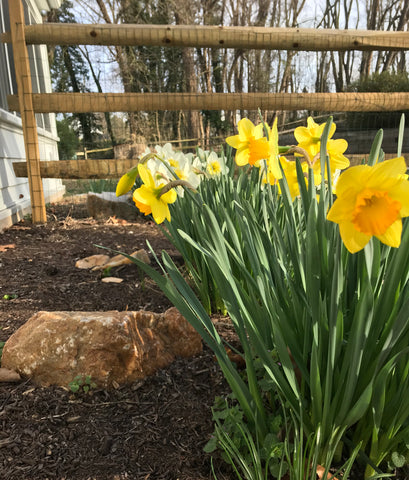 yellow daffodils in garden bed with rock in front of wooden fence