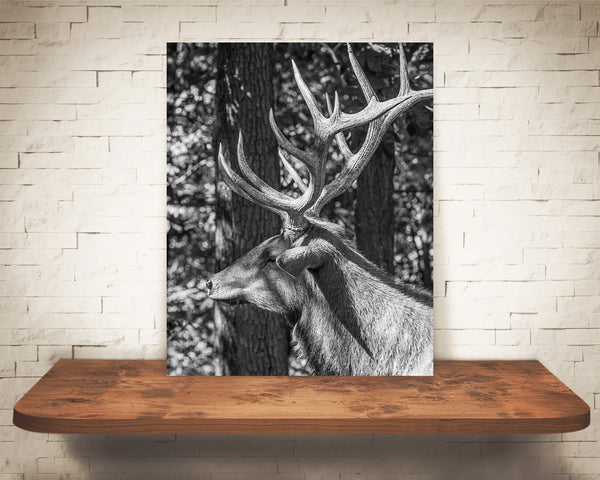 Elk Photograph Black White