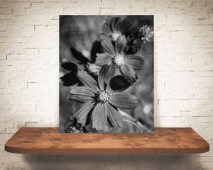 Cosmos Flower Photograph Black White