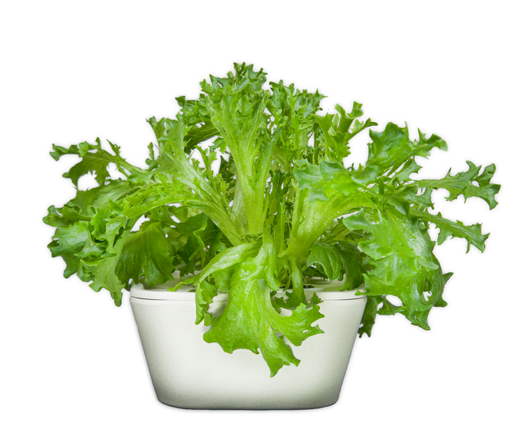 Grow Your Lettuce At Home Indoor Garden