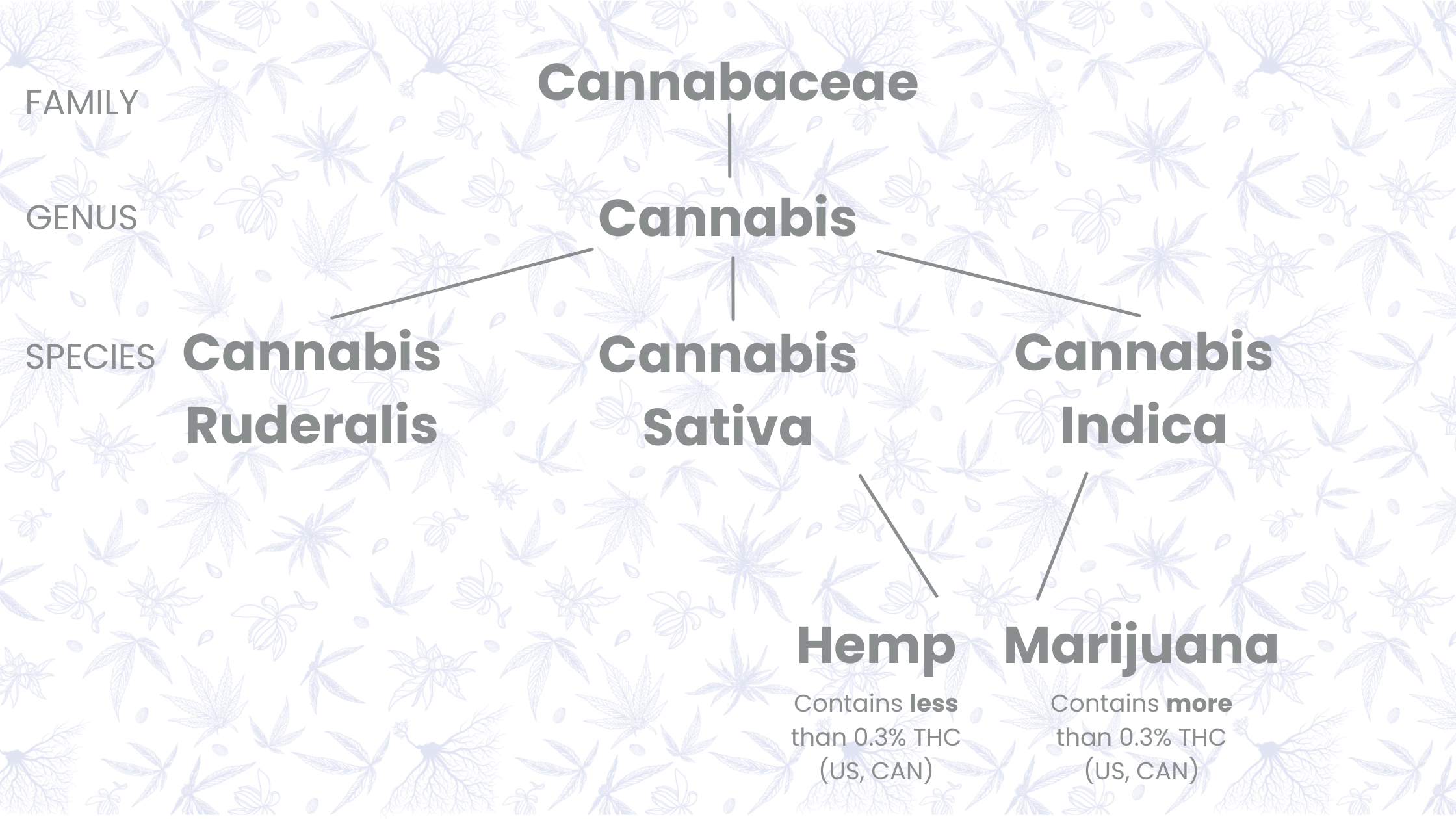 Cannabis Plant Family Diagram