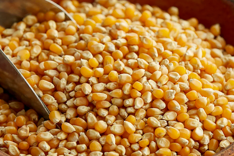 corn kernel filling