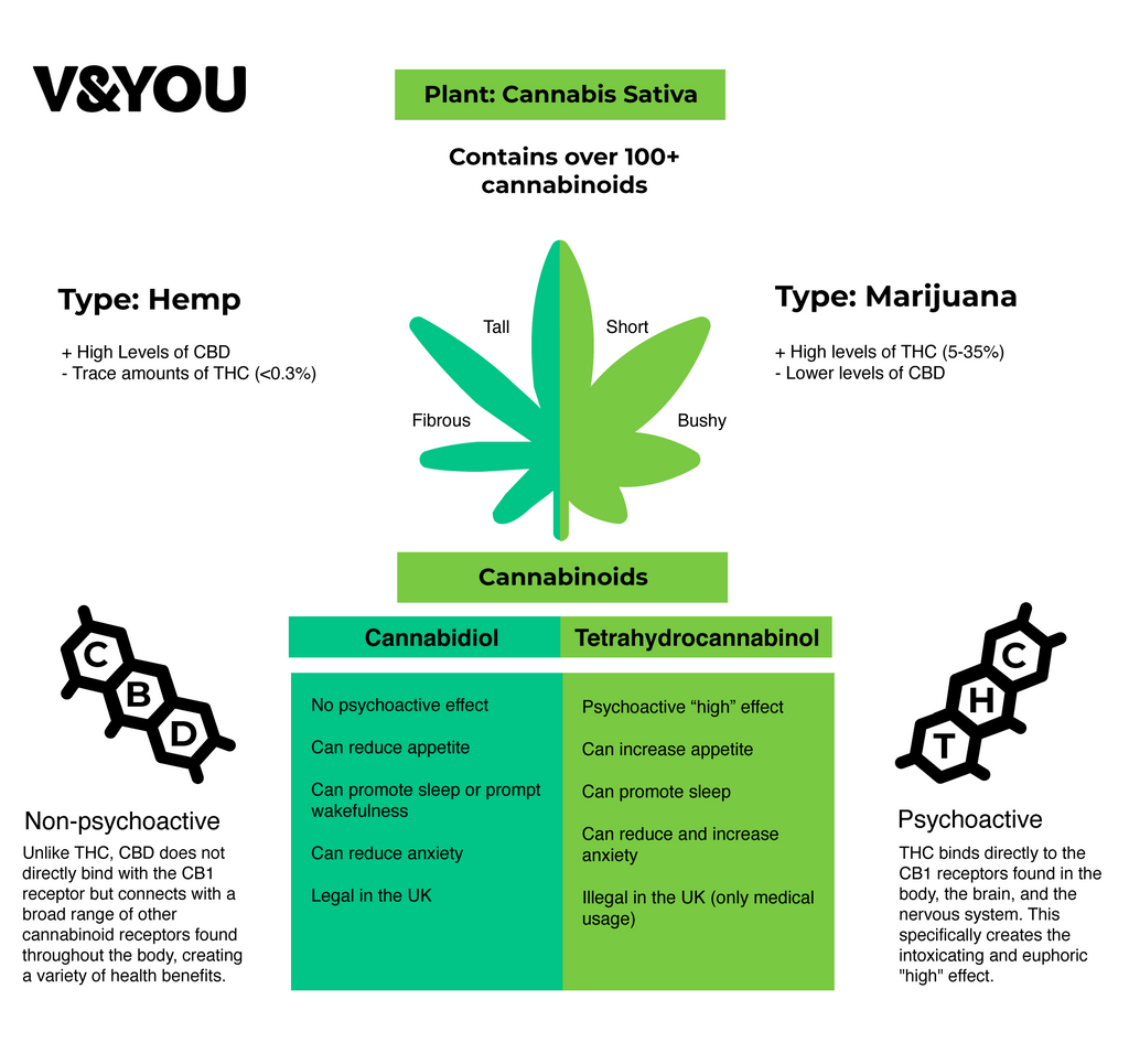 Infographic showing differences between Hemp, Marijuana, THC and CBD