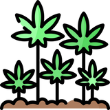 Illustration showing hemp plants