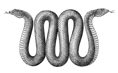 two-headed undulating snake in black & white illustration form