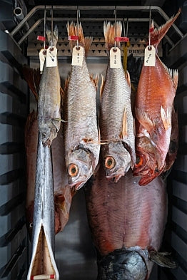 Fish in the Dryager cabinet