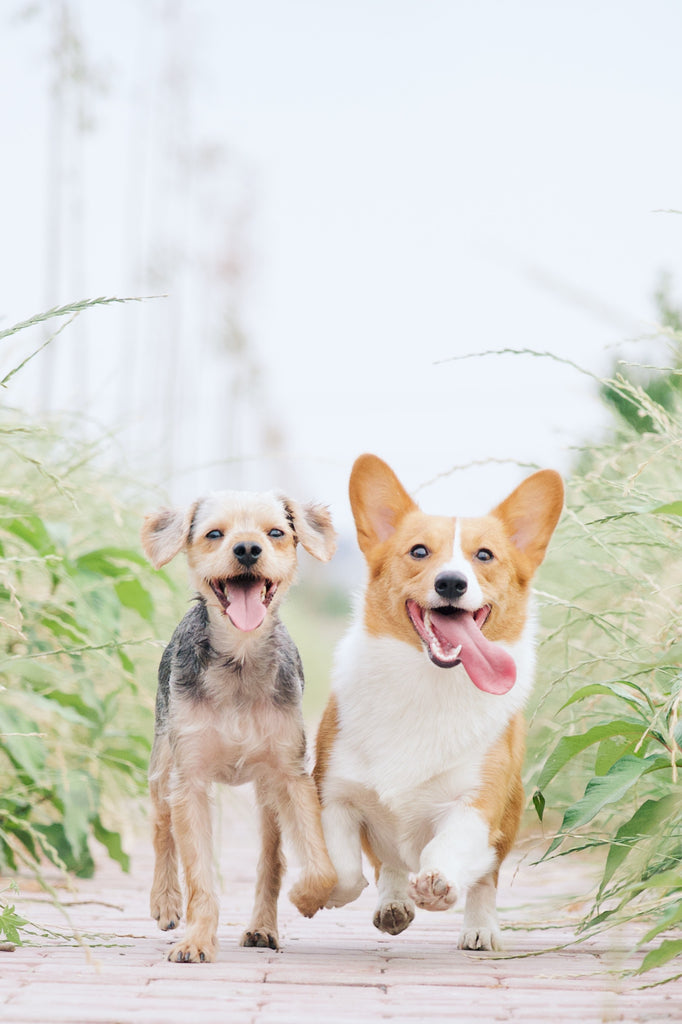 smiling dogs