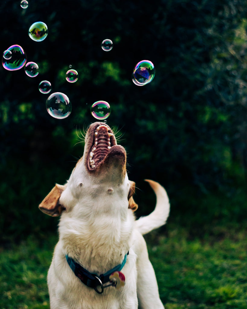 dog chasing bubbles