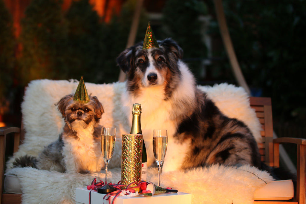 cute dogs wearing party hats on new year's eve
