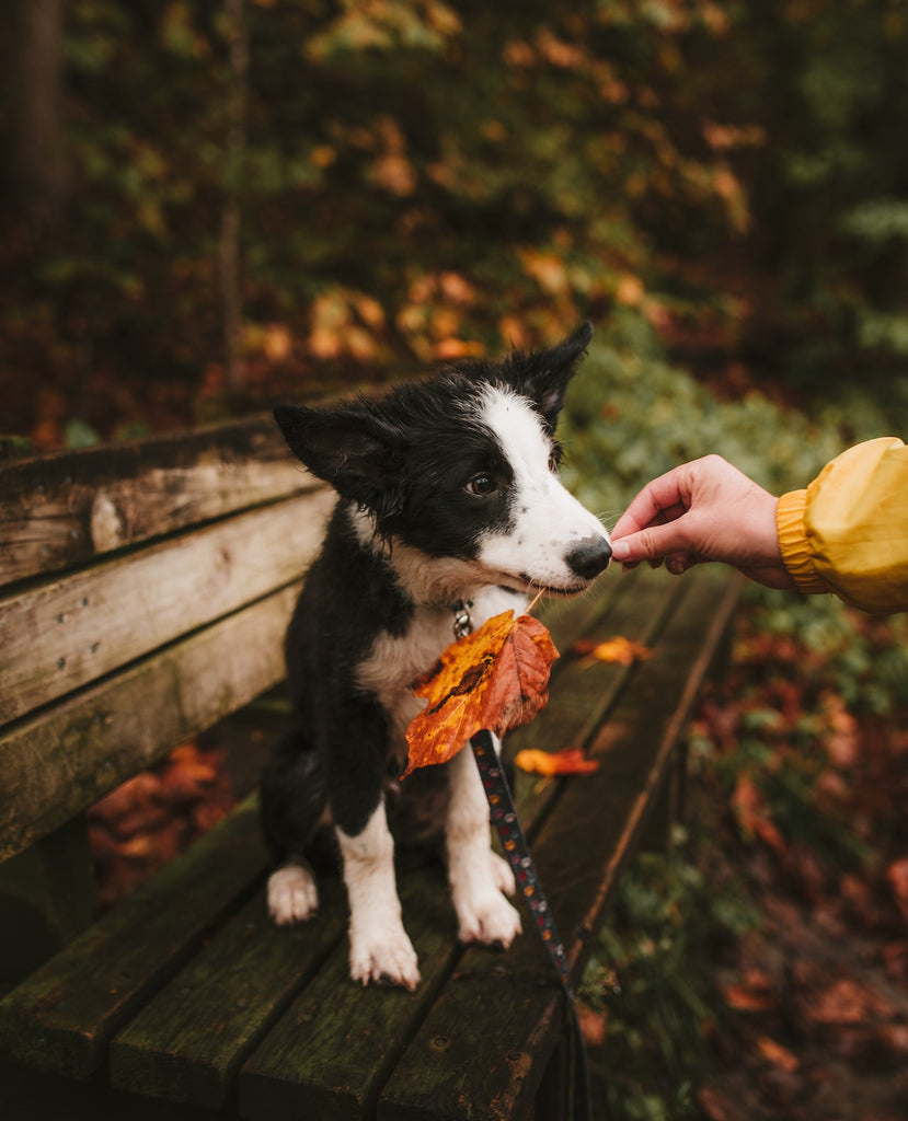 cute dog on a walk