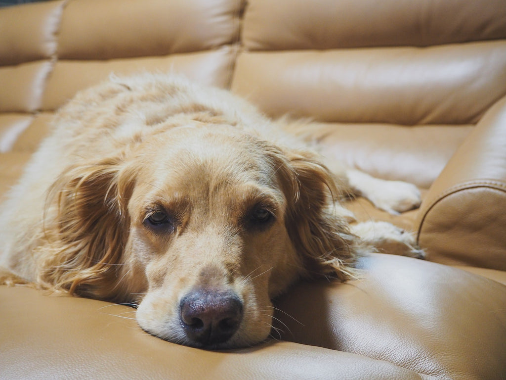 golden retriever on comfy leather couch