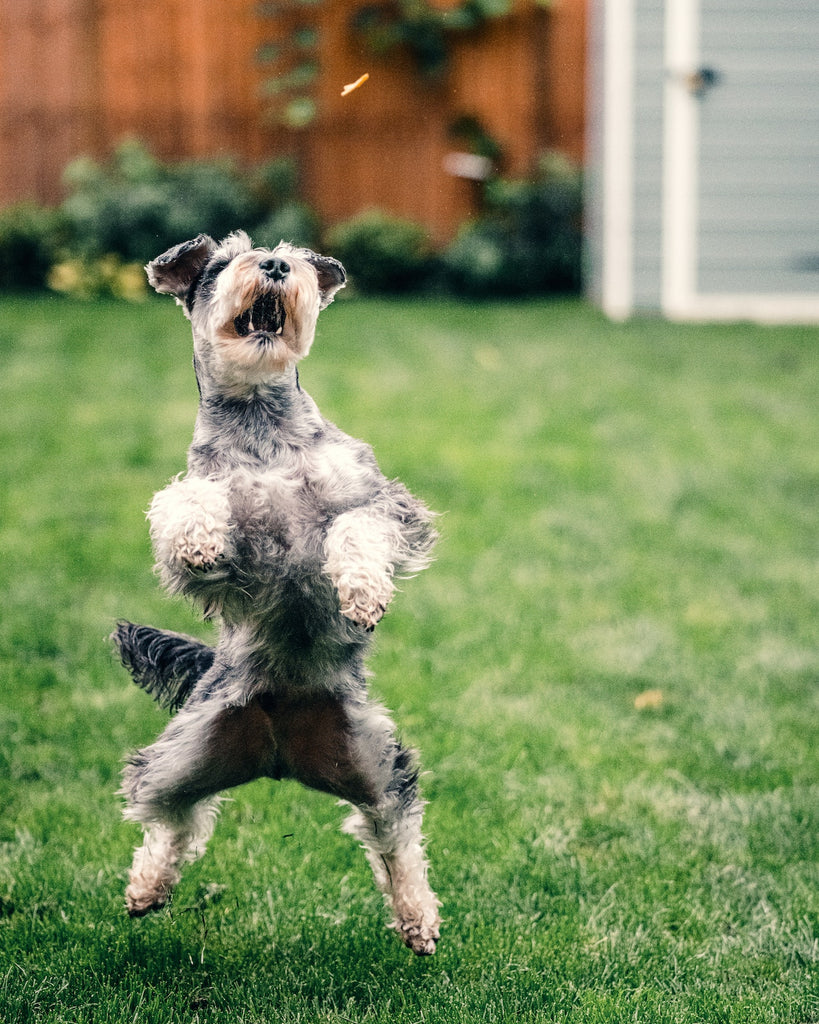 dog catching treats