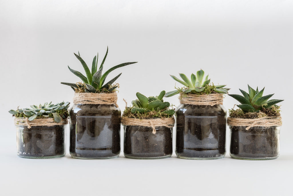 succulents in black ceramic jars