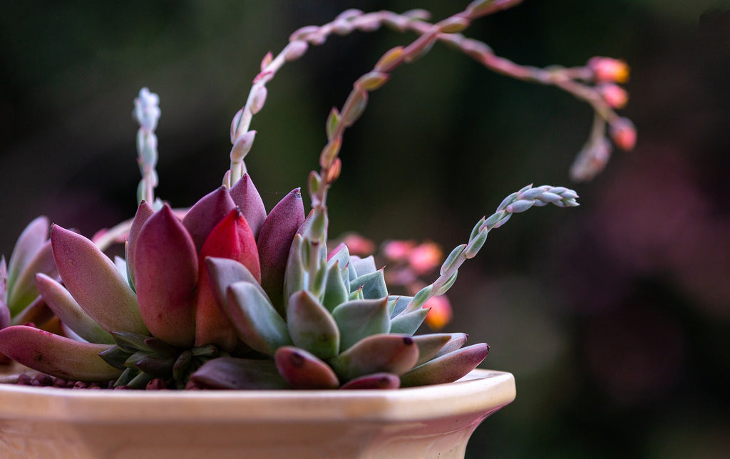 succulent plant