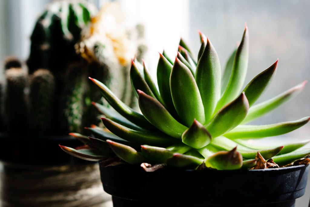 indoor succulent plants