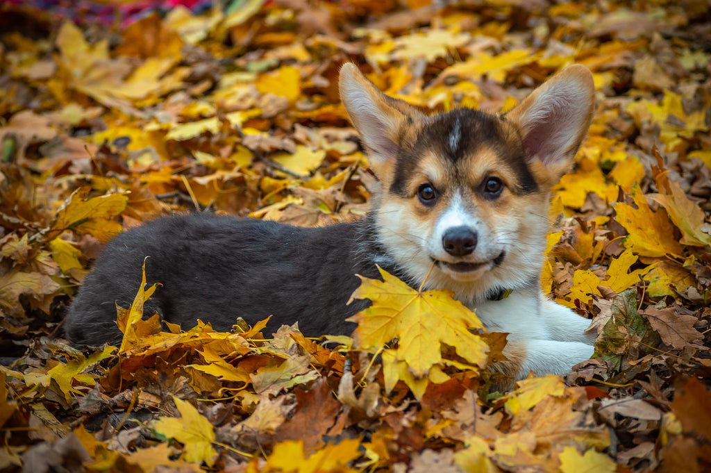 corgi in pile of leaves