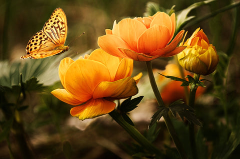 orange flower with butterfly