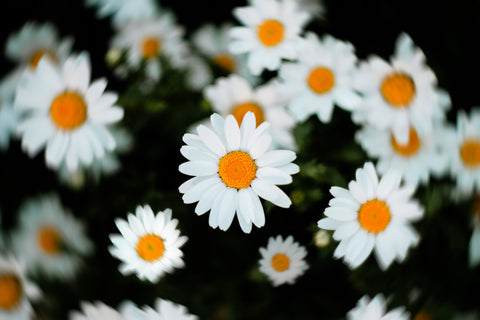 colourful flower plant