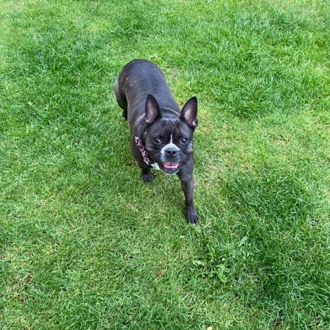 Roxie - Adoption Success Story – UK Boston Terrier Rescue