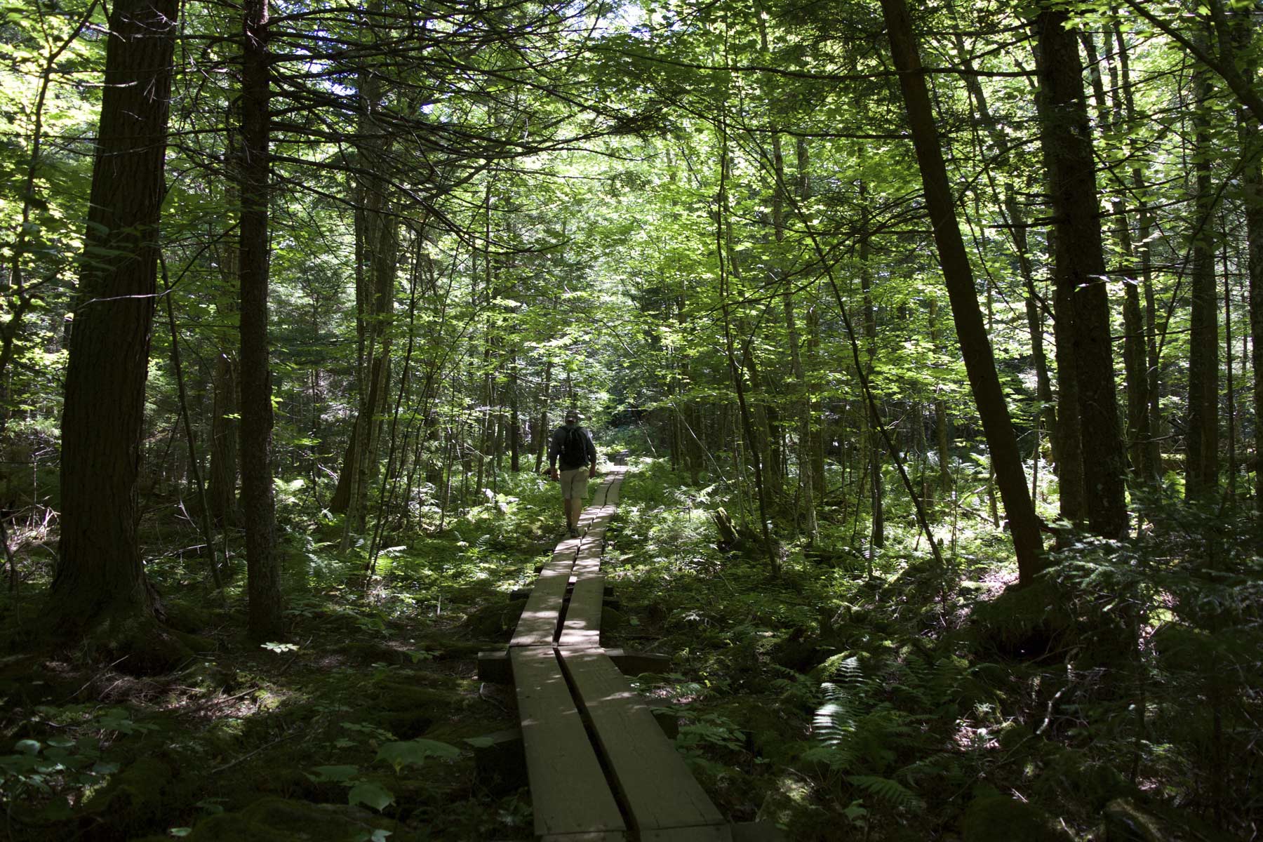 On the Ampersand Mountain Trail