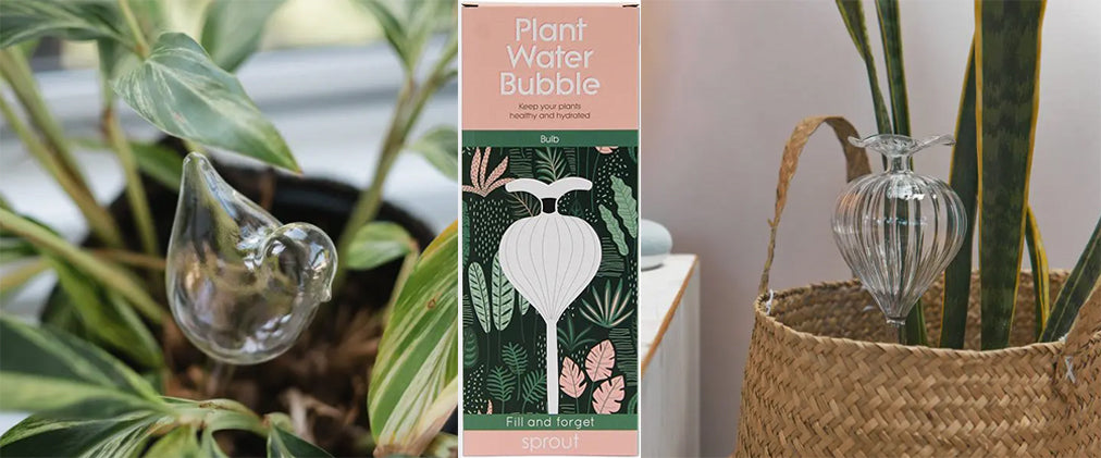 plant water bubble bulb 